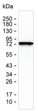 LMOD1